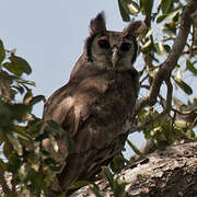 Verreaux's Eagle-Owl