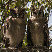 Verreaux's Eagle-Owl