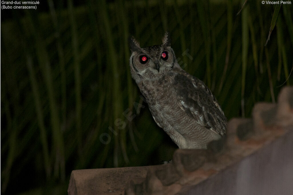 Greyish Eagle-Owl