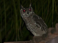 Greyish Eagle-Owl