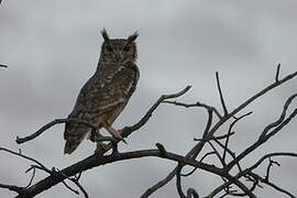 Greyish Eagle-Owl