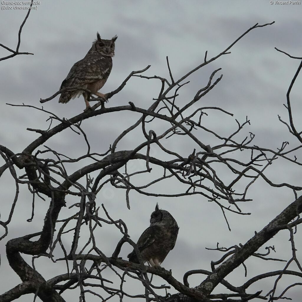 Greyish Eagle-Owladult, song