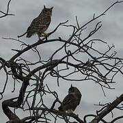 Greyish Eagle-Owl