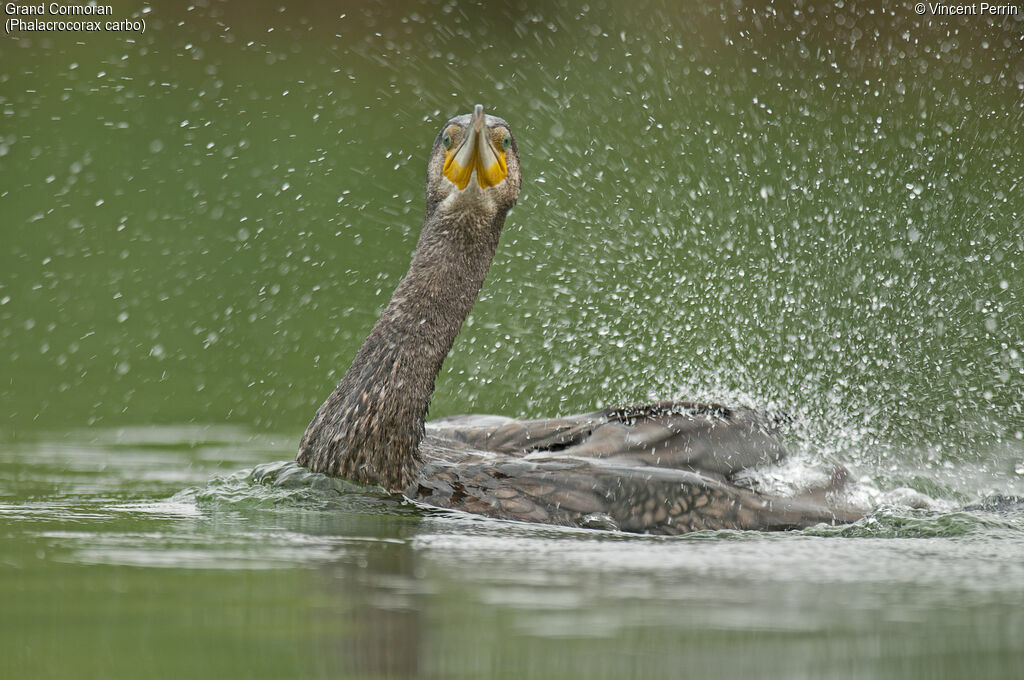 Great Cormorant