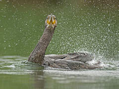 Great Cormorant