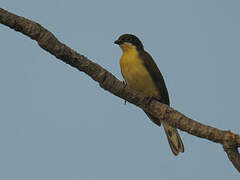 Greater Honeyguide