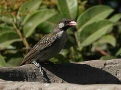 Greater Honeyguide