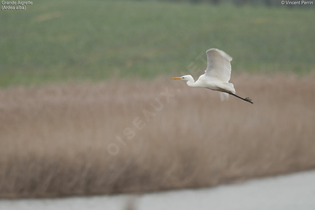 Grande Aigrette, Vol