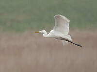 Grande Aigrette