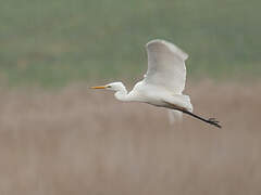 Grande Aigrette