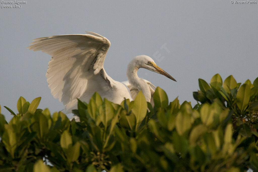 Grande Aigrette, portrait