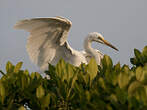 Grande Aigrette