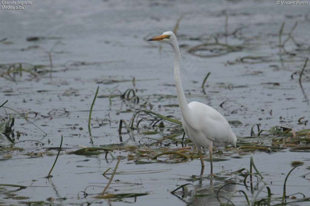 Great Egret