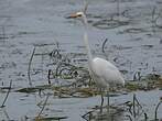 Grande Aigrette