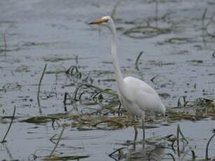 Grande Aigrette