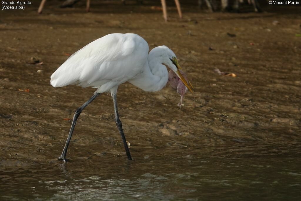 Great Egret