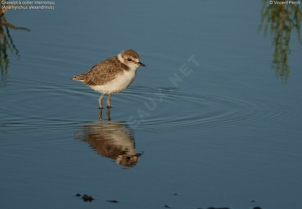 Kentish Plover