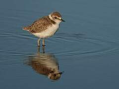 Kentish Plover