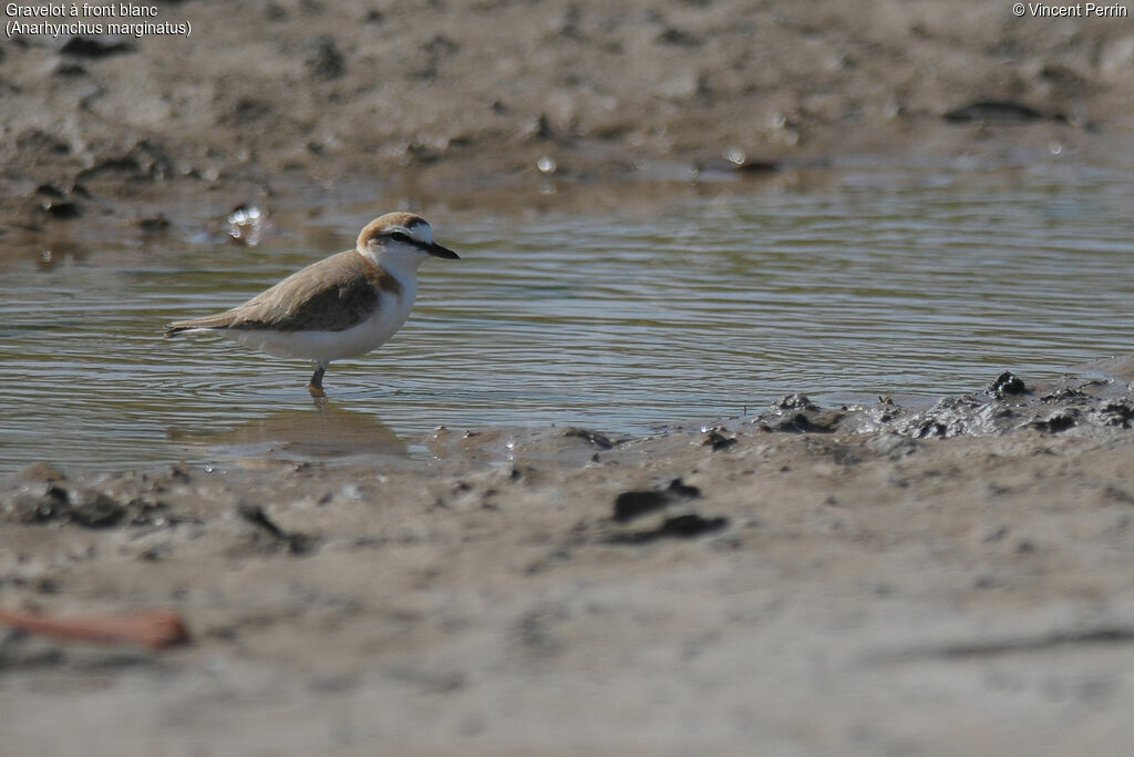 White-fronted Plover male adult post breeding, close-up portrait, walking, eats