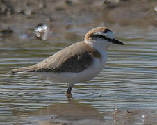 White-fronted Plover