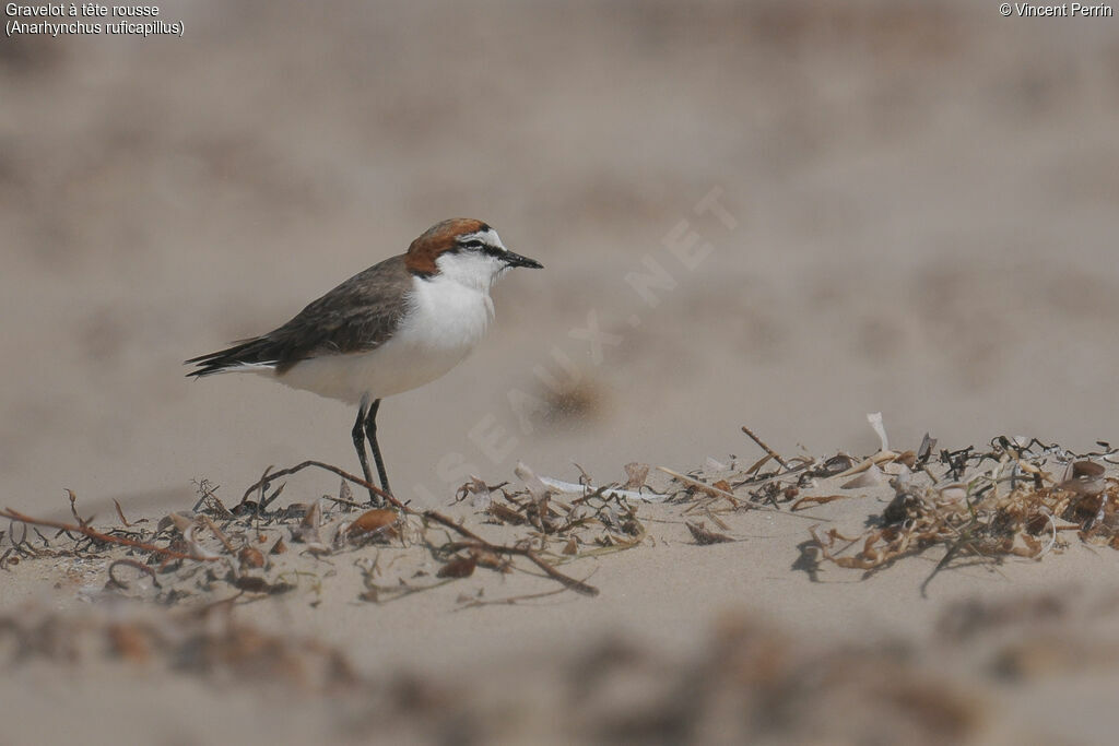 Red-capped Plover male adult