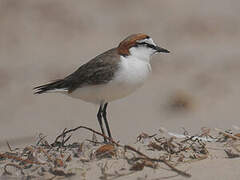 Red-capped Plover