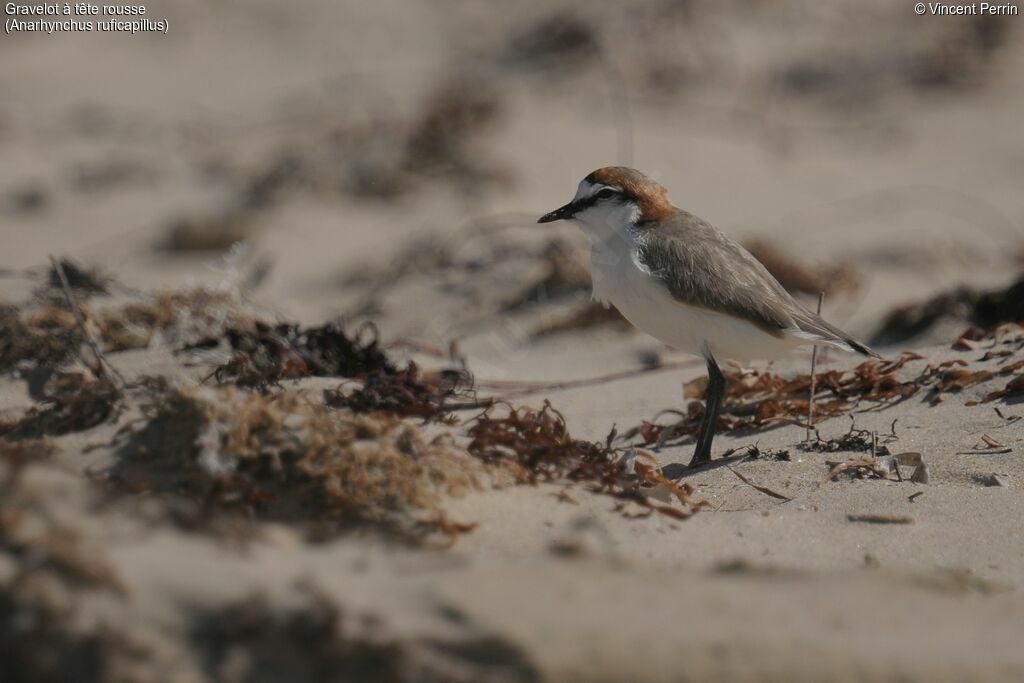 Red-capped Plover