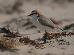 Red-capped Plover