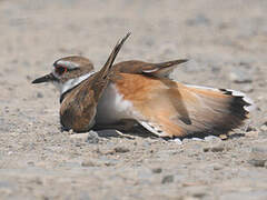 Killdeer