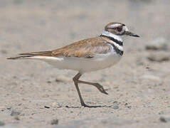 Killdeer