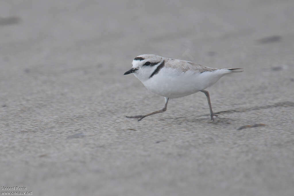 Snowy Plover male adult, walking