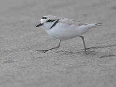 Snowy Plover