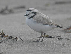 Snowy Plover