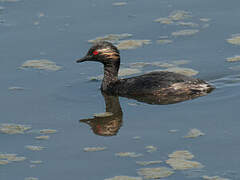 Black-necked Grebe