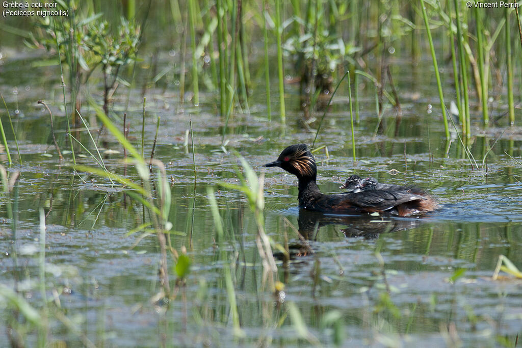 Grèbe à cou noir