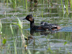 Black-necked Grebe