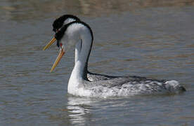 Clark's Grebe