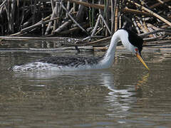 Clark's Grebe