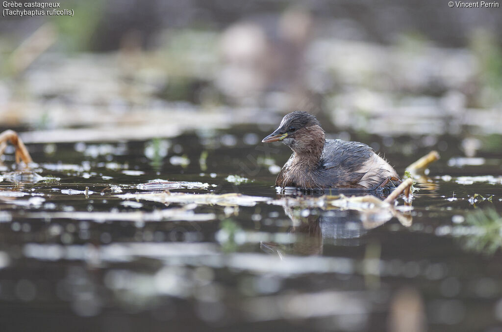 Little Grebe