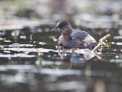 Little Grebe