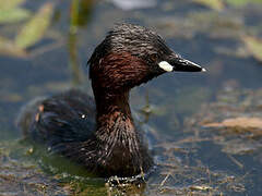 Little Grebe