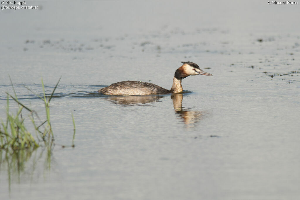 Great Crested Grebeadult