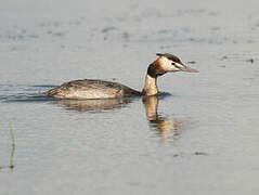 Great Crested Grebe