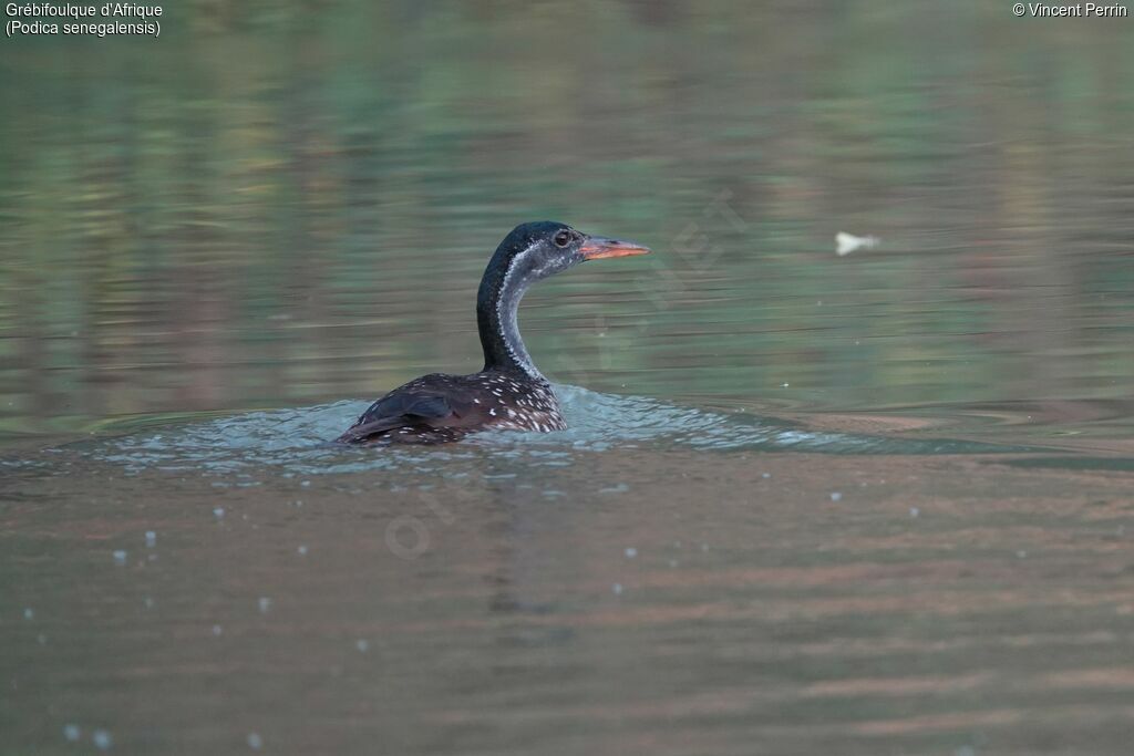 African Finfoot