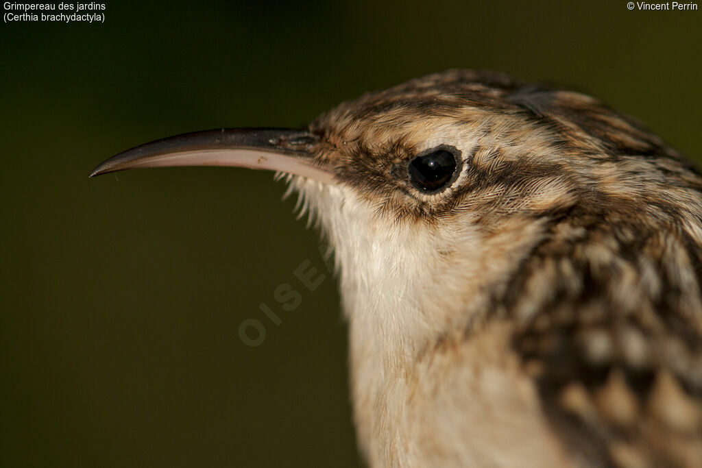 Short-toed Treecreeper, close-up portrait