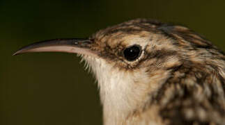 Short-toed Treecreeper