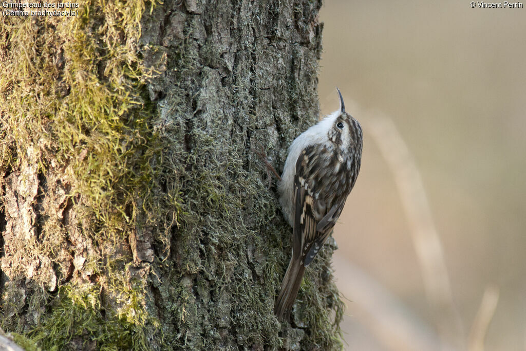 Short-toed Treecreeper