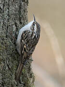 Short-toed Treecreeper