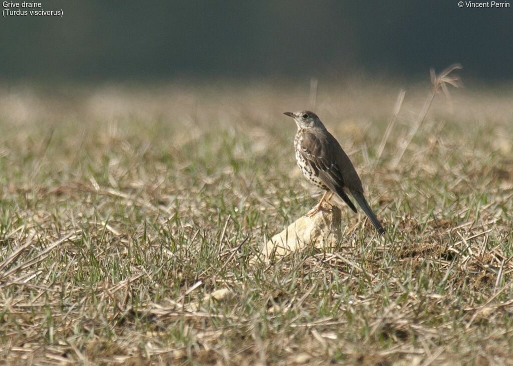 Mistle Thrush