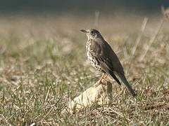 Mistle Thrush